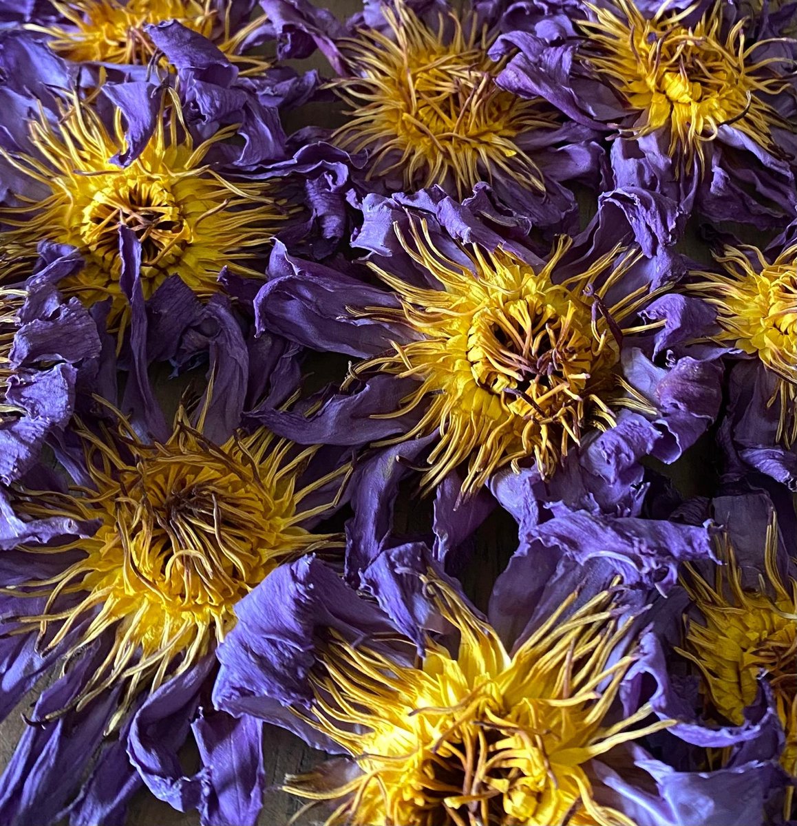 Blauwe Lotus Hele Bloemen- 10 tot 15 hele bloemen - 25gr - met de hand geselecteerd - Premium kwaliteit (zie foto's) - 0,44 per gram - Waking Herbs (Blue Lotus / Nymphaea caerulea) - Blauwe Lotus Thee