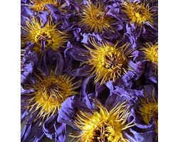 Blauwe Lotus Hele Bloemen- 25gr gedroogde hele bloemen - Waking Herbs (Blue Lotus / Nymphaea caerulea) - Blauwe Lotus Thee