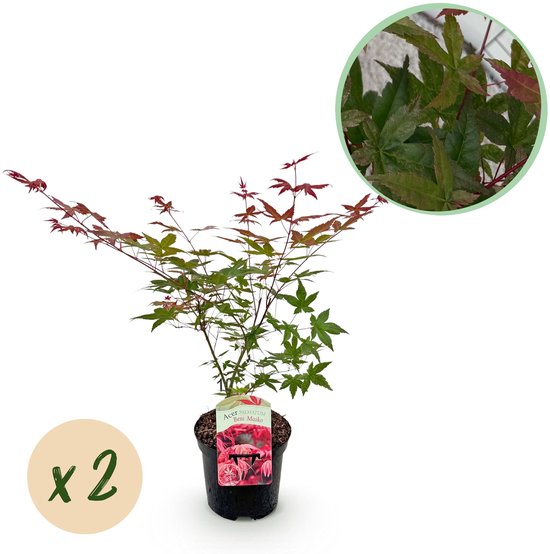 Tuinplantenshop.com | Plante de terrasse - Esdoorn du Japon - Acer palmatum Beni Maiko - Rouge - 2 Plantes - Caduc - Ø 25 cm - Hauteur 60-70 cm - Plante de jardin