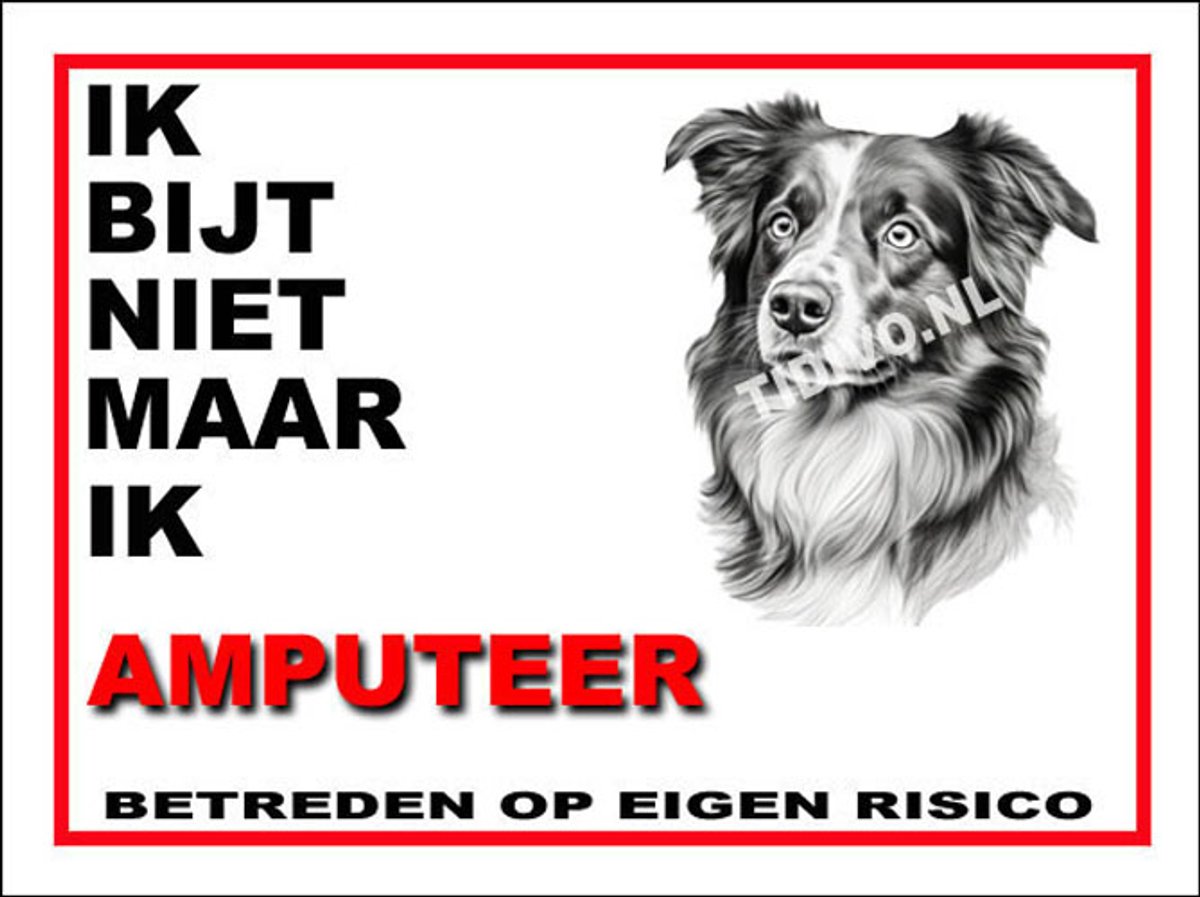 American Shepherd Miniature 5