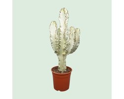 Business Plants - Euphorbia Marmorata - Cactus - c.a. 70cm hoog - Pot dia 24cm - Interieurbeplanting
