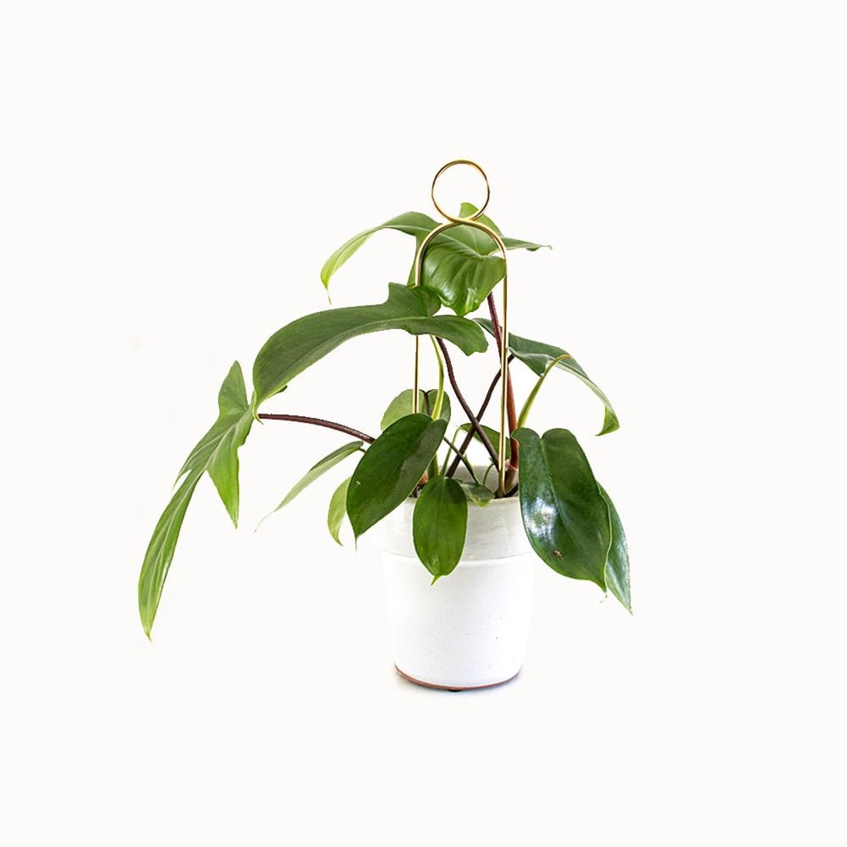 Kleine Plantensteun Goud PomPom - Mini Plant Stake PomPom Gold - 30 cm hoog Plantensteun - Gerecycled aluminium