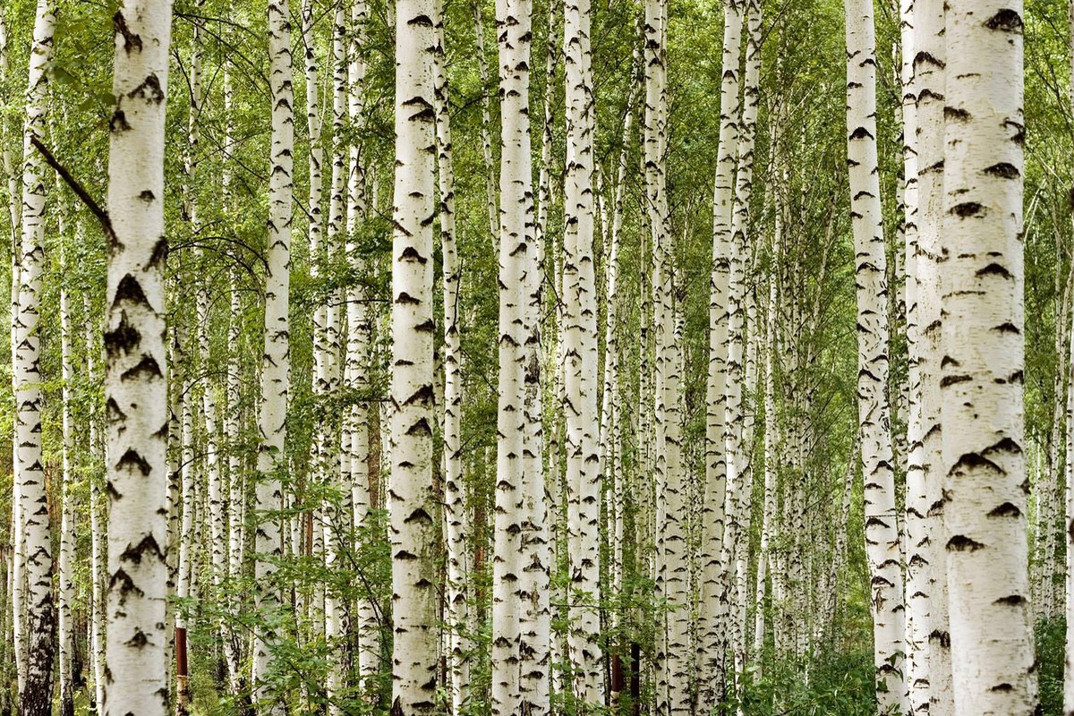 Fotobehang berkenbos in geel groen