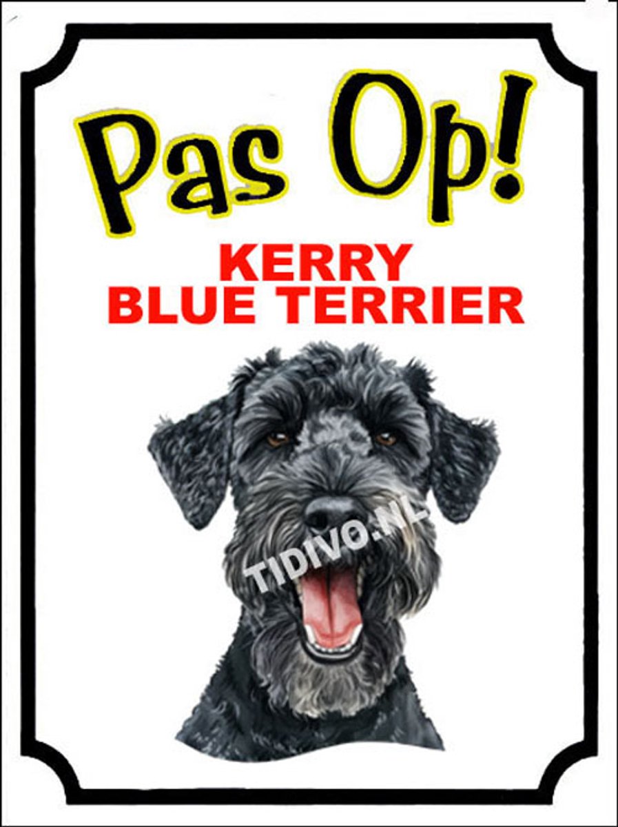 Kerry Blue Terrier 16