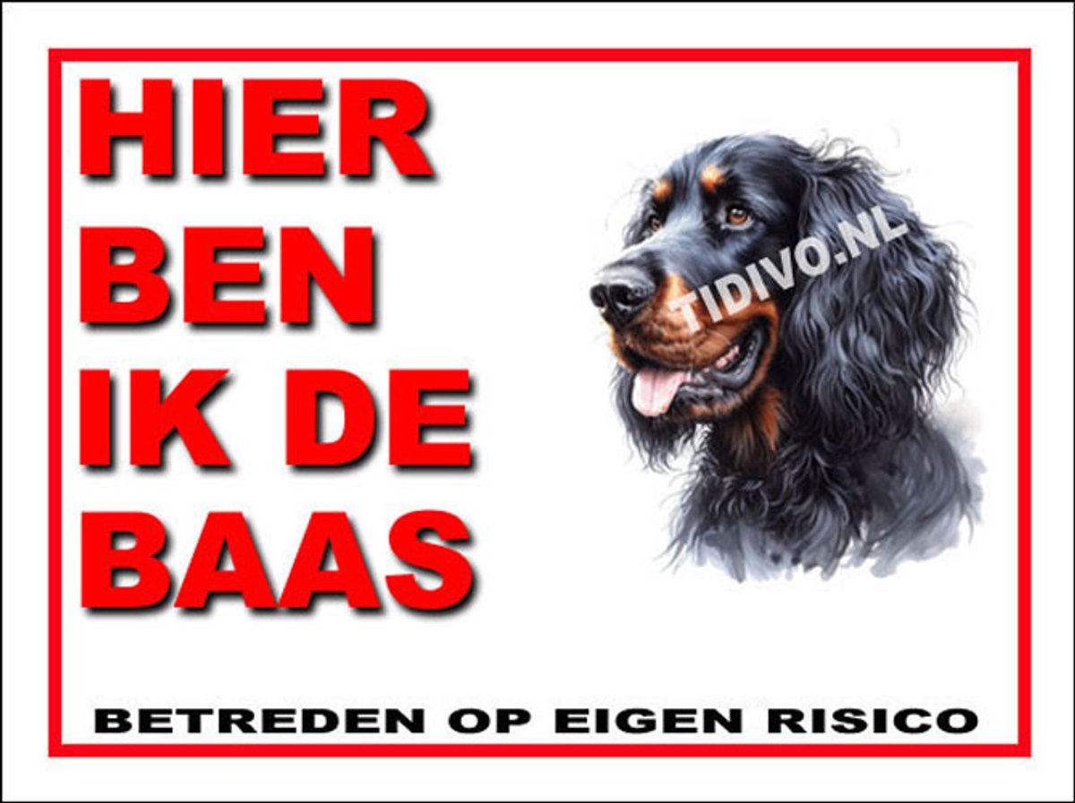 Gordon Setter 2