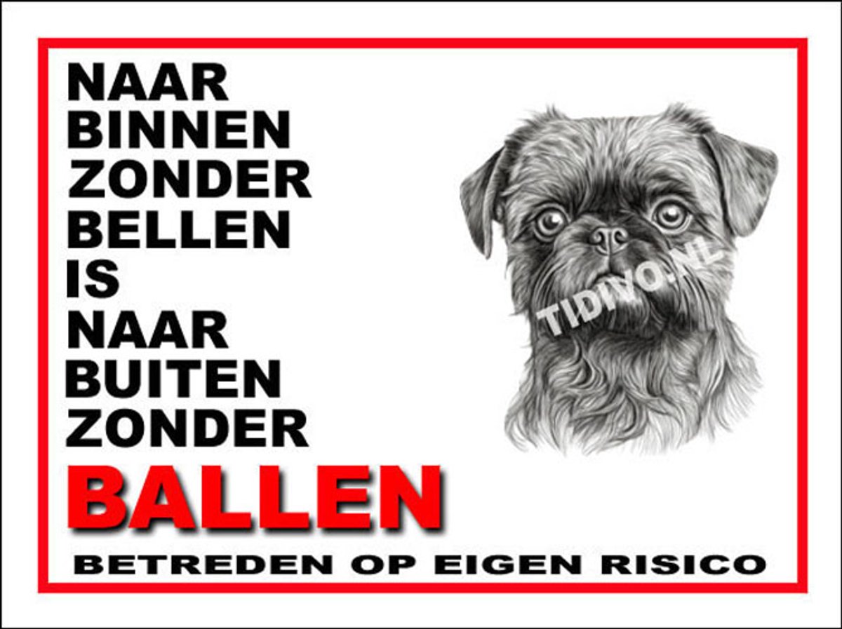 Griffon Brusselse 11