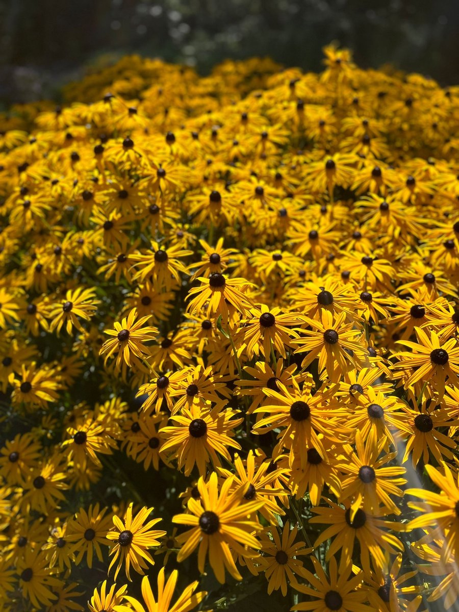 6 stuks Zonnehoed (Rudbeckia fulgida 'Goldsturm') - prachtige goudgele bloemen - P9 pot (9x9)