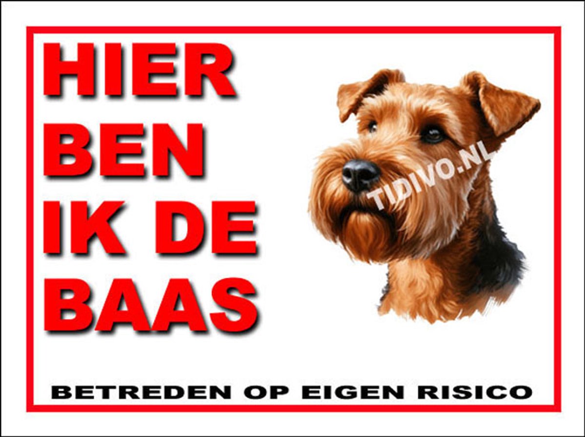 Ierse Terrier 2