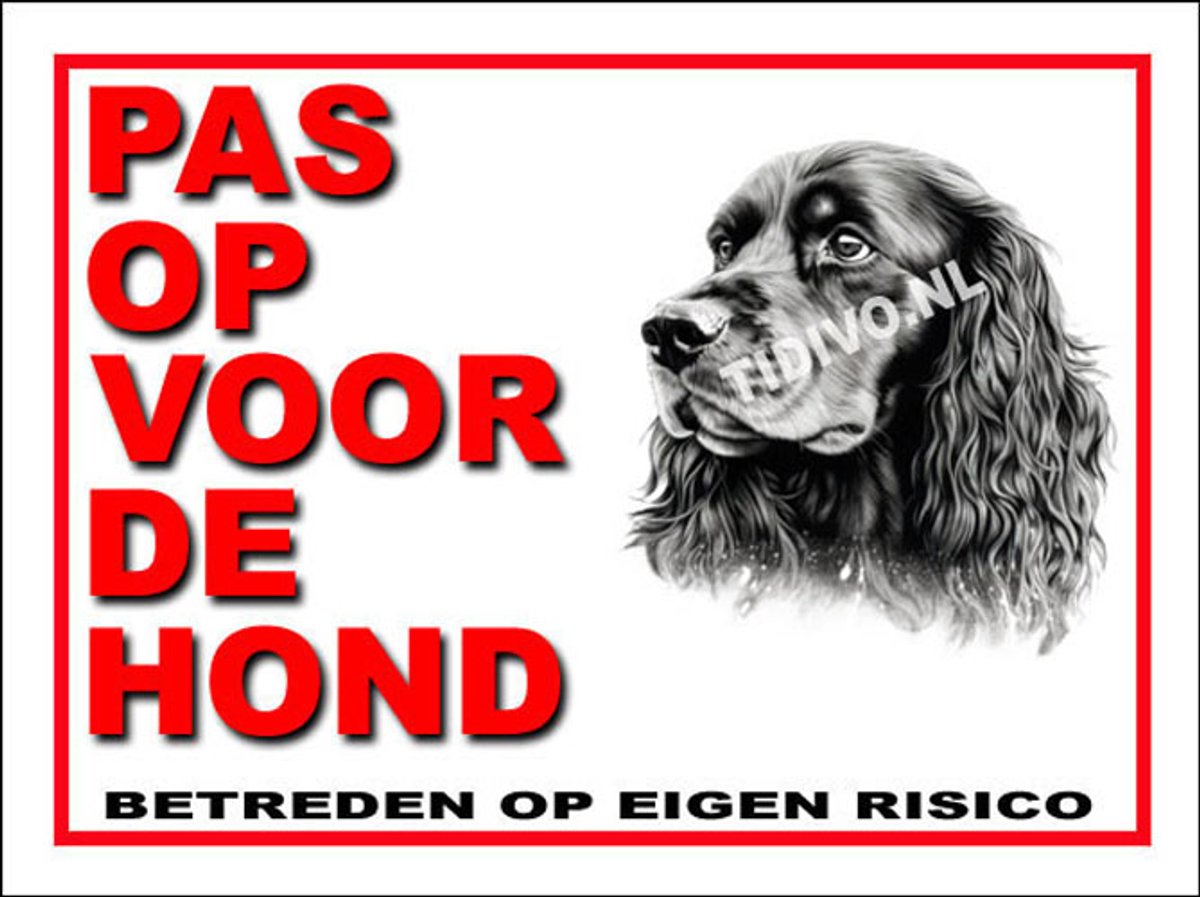 Ierse Water Spaniel 13