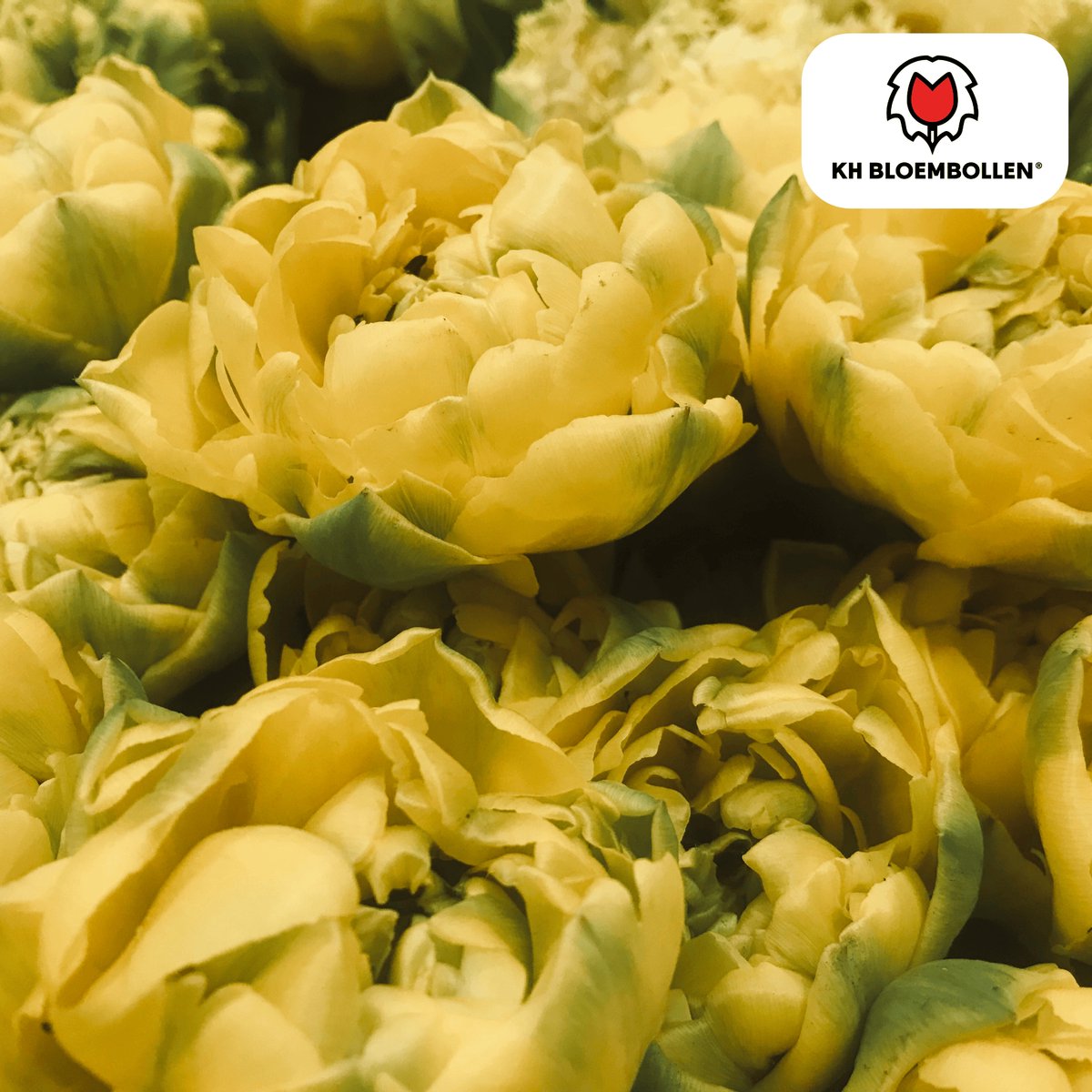 Tuinplantenshop.com | Tulpenbollen 'Avant Garde' | 20 Stuks | Gele Dubbelbloemige Tulp - Ø5cm - 30-50cm hoog - Bloembol - Tuinplant