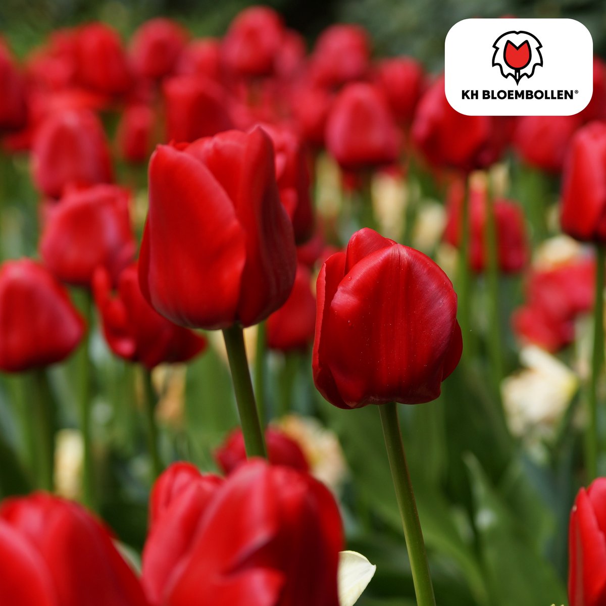 Tuinplantenshop.com | Tulpenbollen 'Seadov' | 20 Stuks | Dieprode Tulp - Ø5cm - 30-50cm hoog - Bloembol - Tuinplant