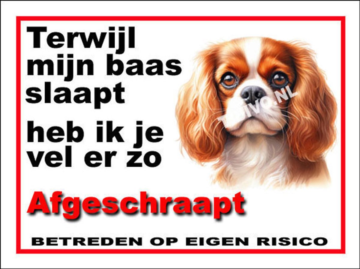 Cavalier King Charles Spaniël 15