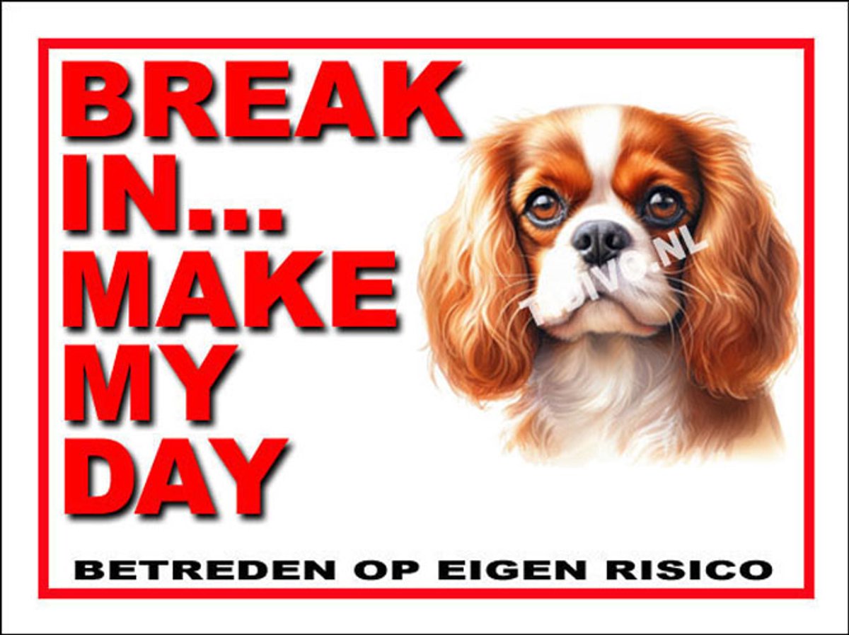 Cavalier King Charles Spaniël 1