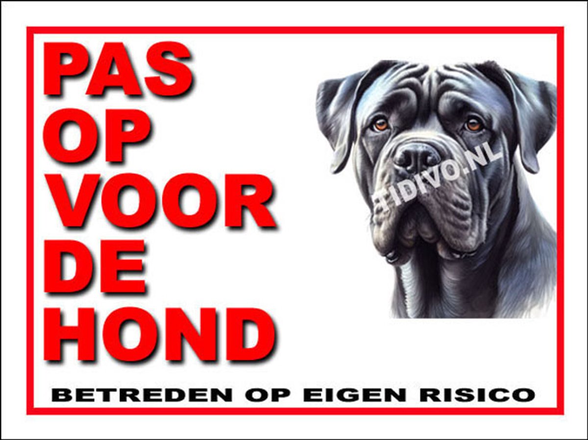 Cane Corso 13