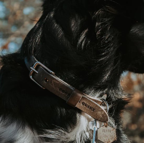 Foto: Dwam dog with a mission halsband hond hondenhalsband roze xs leer nekomvang tussen 23 29 x 2 cm boho rosa