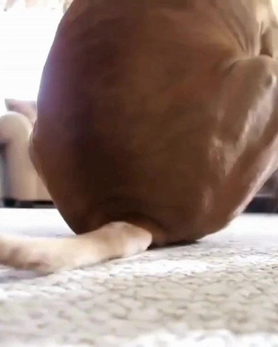 ecuphar proGlan Chews | 30 Stück | Ergänzungsfuttermittel für Hunde | Zur Verbesserung der Kotkonsistenz und zur Unterstützung des Entleerungsmechanismus der Analdrüsen
