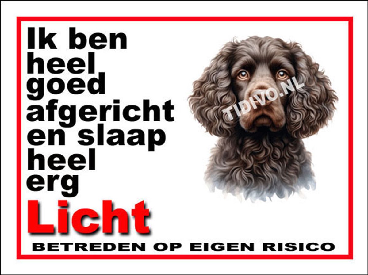 Amerikaanse Water Spaniel 4