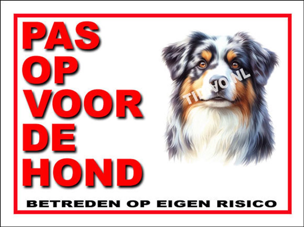 Australian Shepherd 13