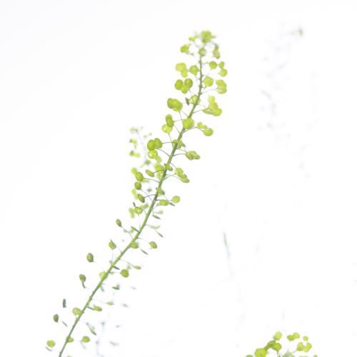 25x Lepid.green bell 70cm