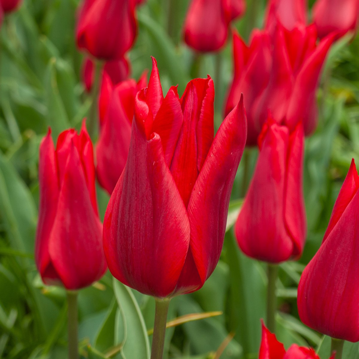 Tulp Pieter de Leur | 10 stuks | Leliebloemig | Rood | Tulpenbollen