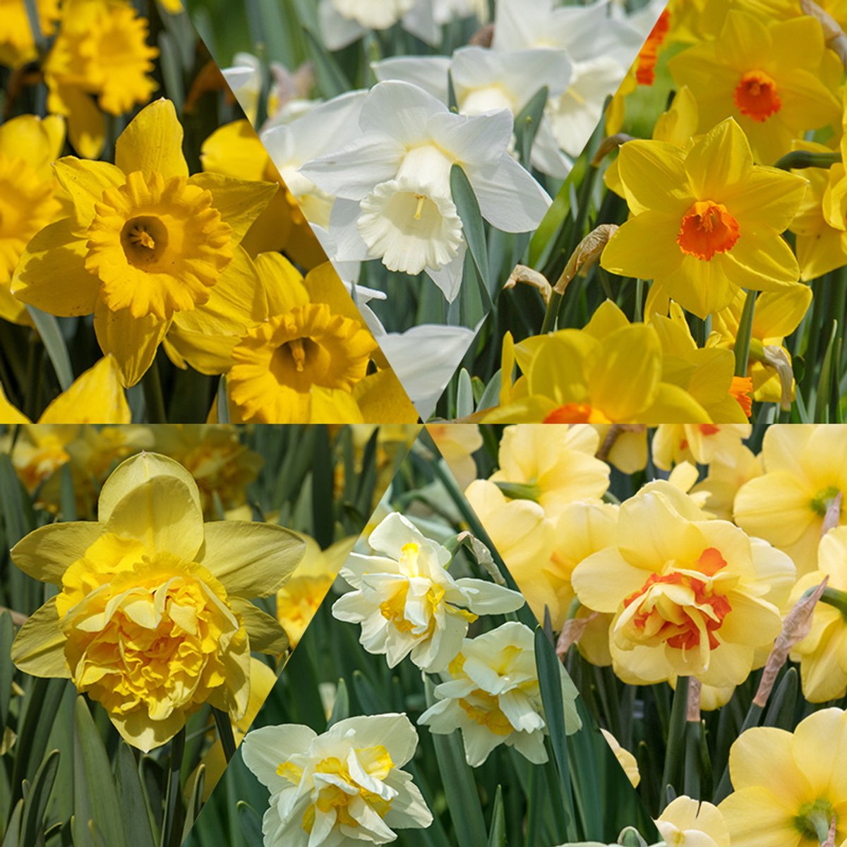 Narcissen Pakket | 60 stuks | Geel | Meerkleurig | Wit