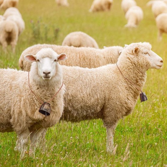 Twee schapen met een bel om de nek, in een veld.