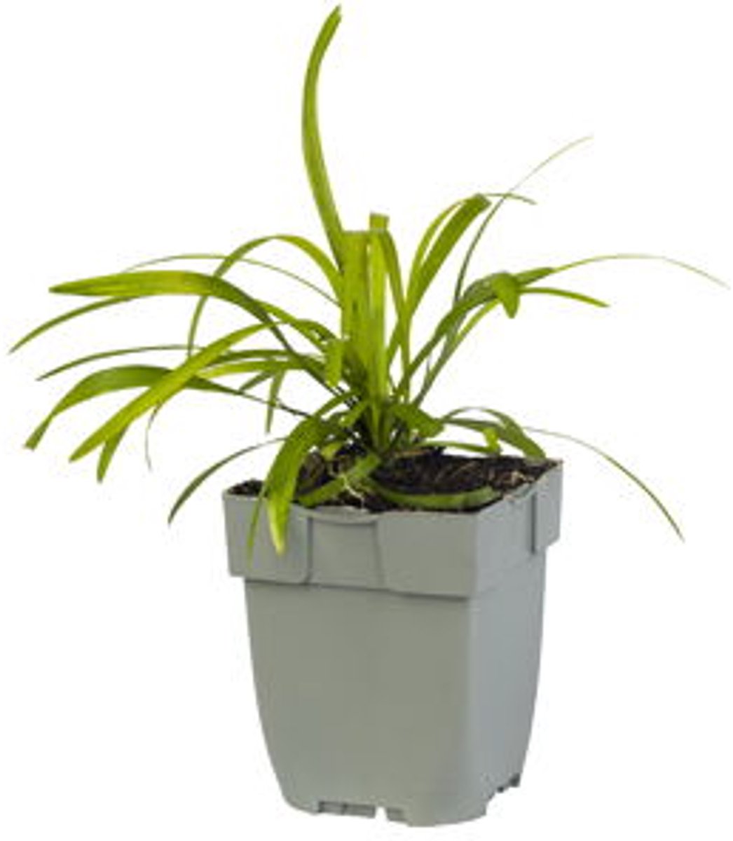 Griffioen - Liriope muscari