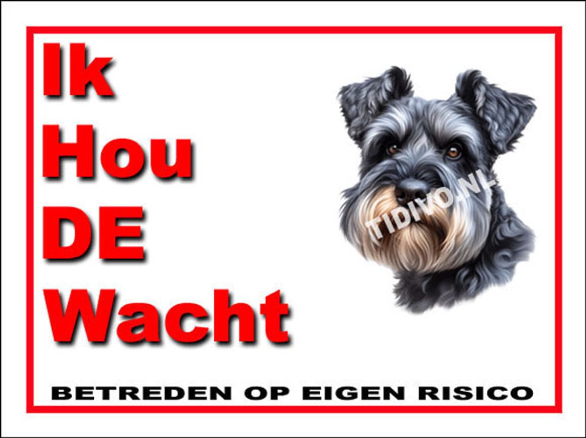 Cesky Terrier 7