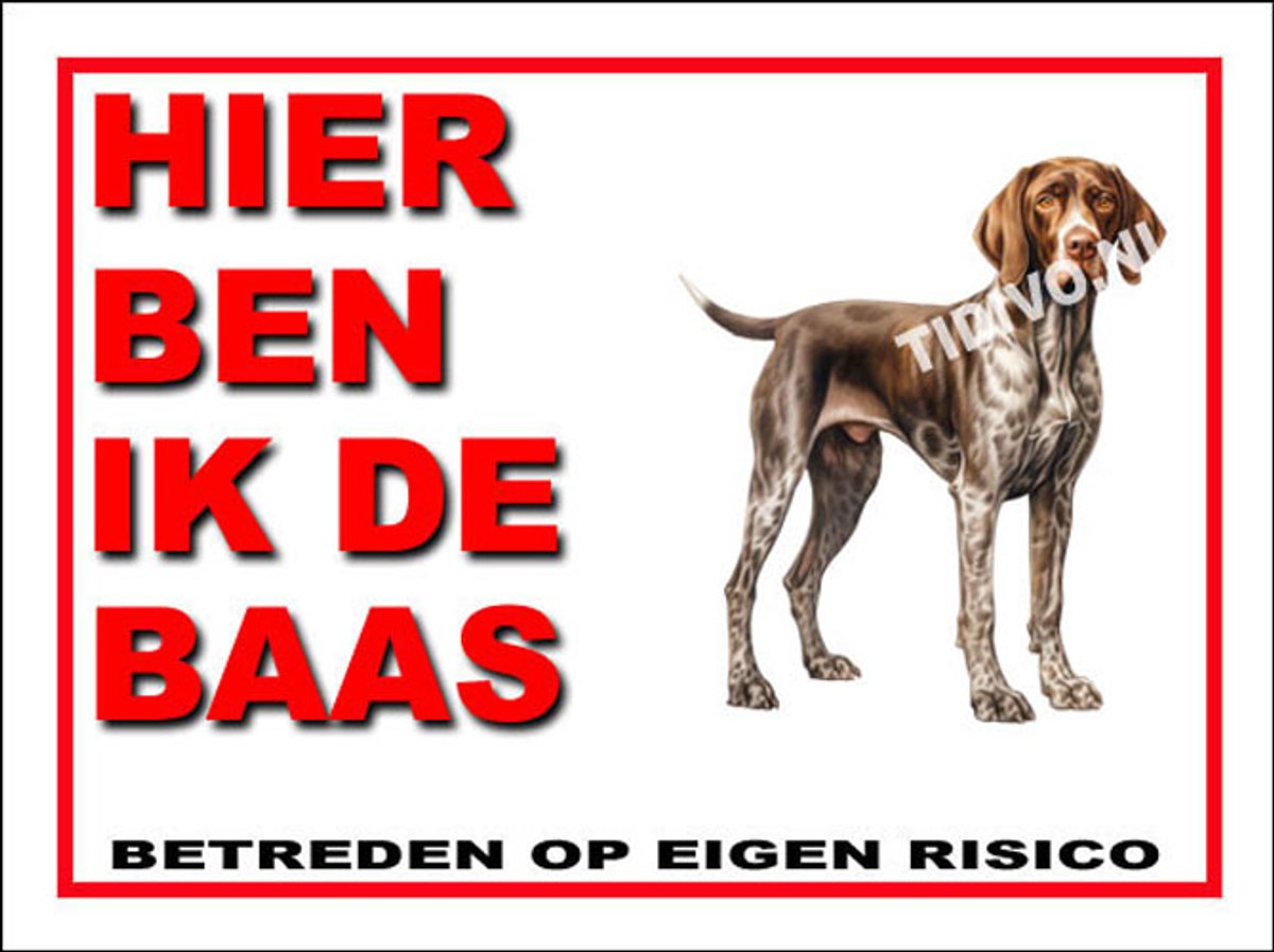 Duitse Staande Hond 2