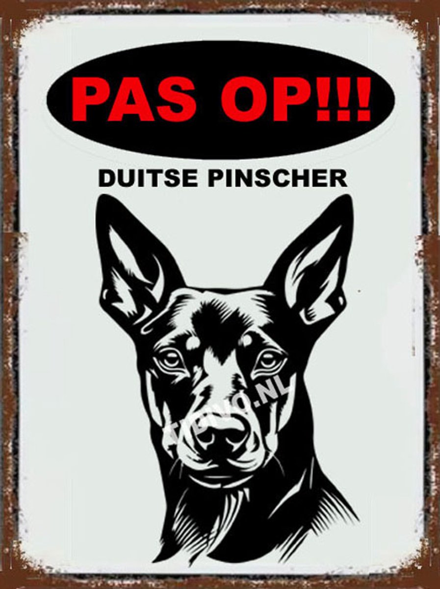 Duitse Pinscher 17