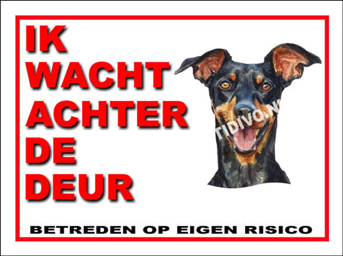 Duitse Pinscher 10