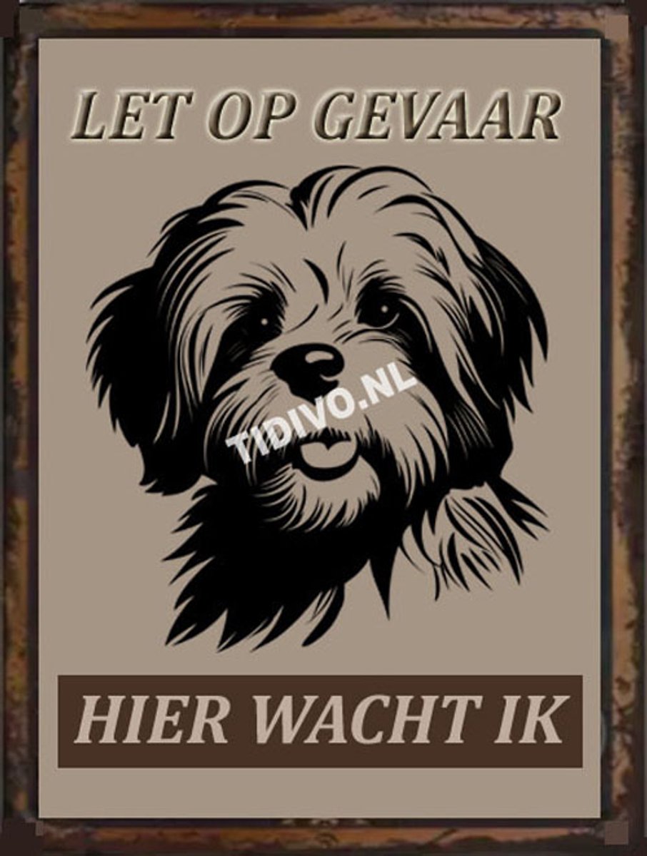 Coton de Tuléar 18