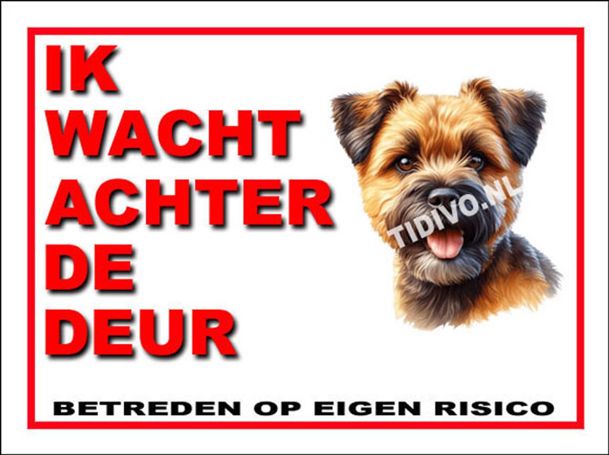Border Terrier 10
