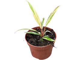 Philodendron Caramel Marble Kamerplant Potmaat Ø10,5 cm |Vers Van De Kweker