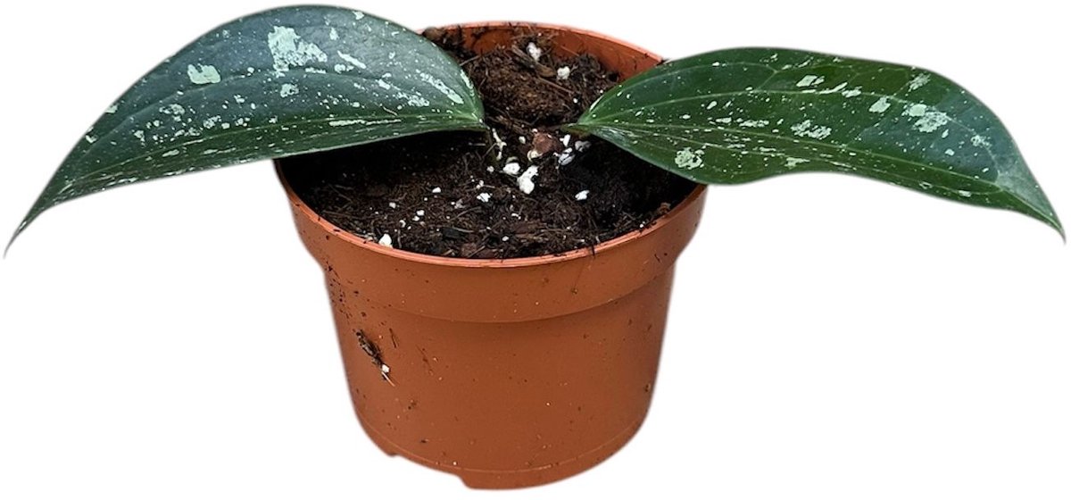 Hoya Macrophylla Splash Kamerplant Potmaat Ø10,5 cm |Vers Van De Kweker