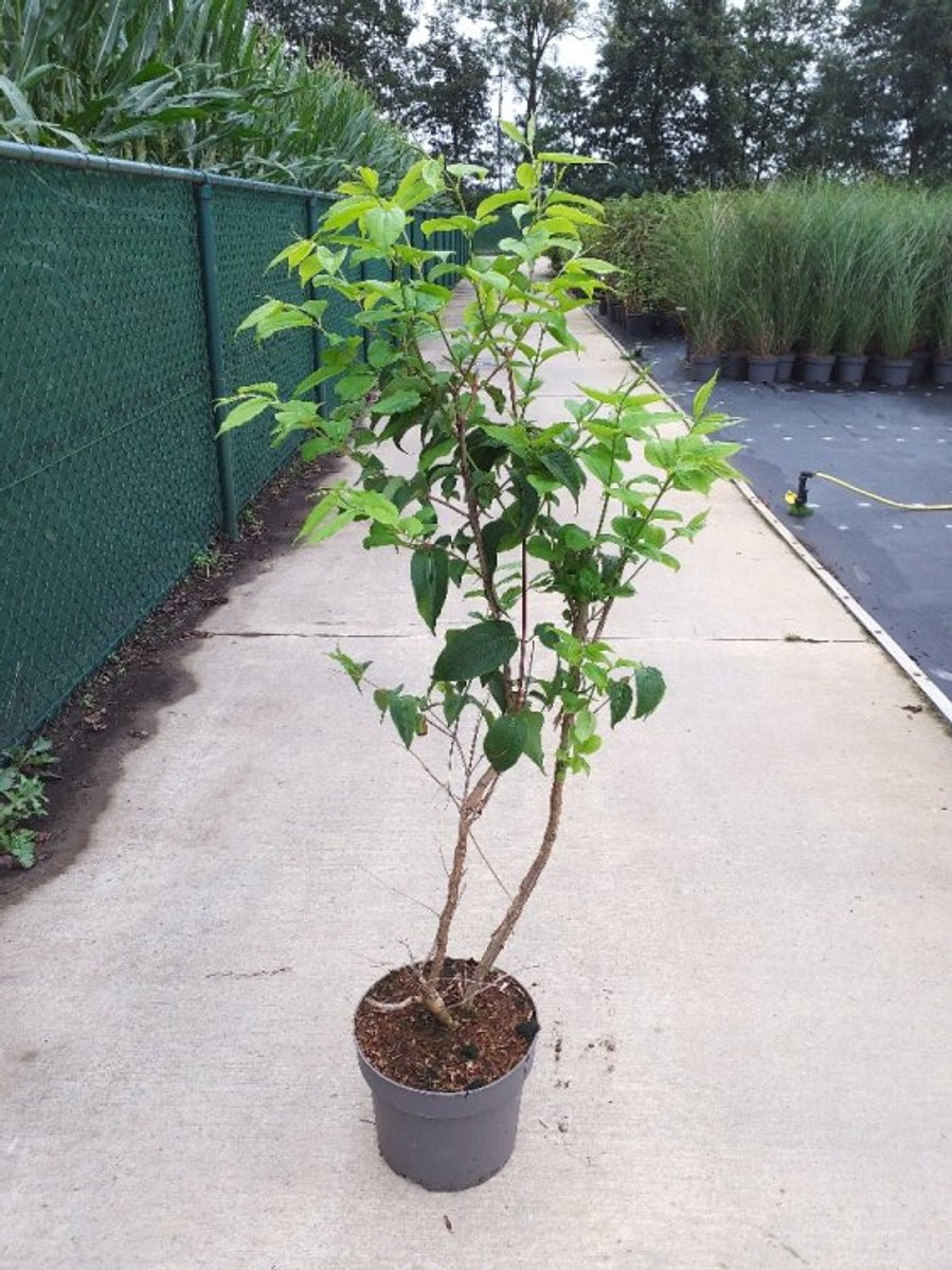 Arbustes de haie - Un ensemble 1 - Heptacodium miconioides - (10L) 100-125 cm
