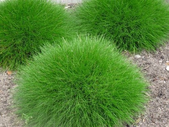 Foto: Plants online tuinplanten siergrassen set van 5 festuca gautieri pic carlit 0 7 liter pot plant