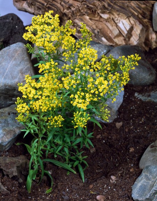 Plantes de jardin - Un ensemble 3 - Solidaster luteus 'Lemore' - (2L ...