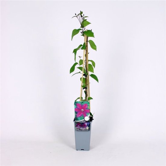 Ensemble de 3 | Vrilles de la forêt | Clématite ' Star of India' - pot 2 litres - 60-70 cm
