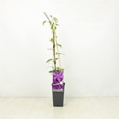 3 pièces | Clématite 'Le Président' C2 60-70 cm