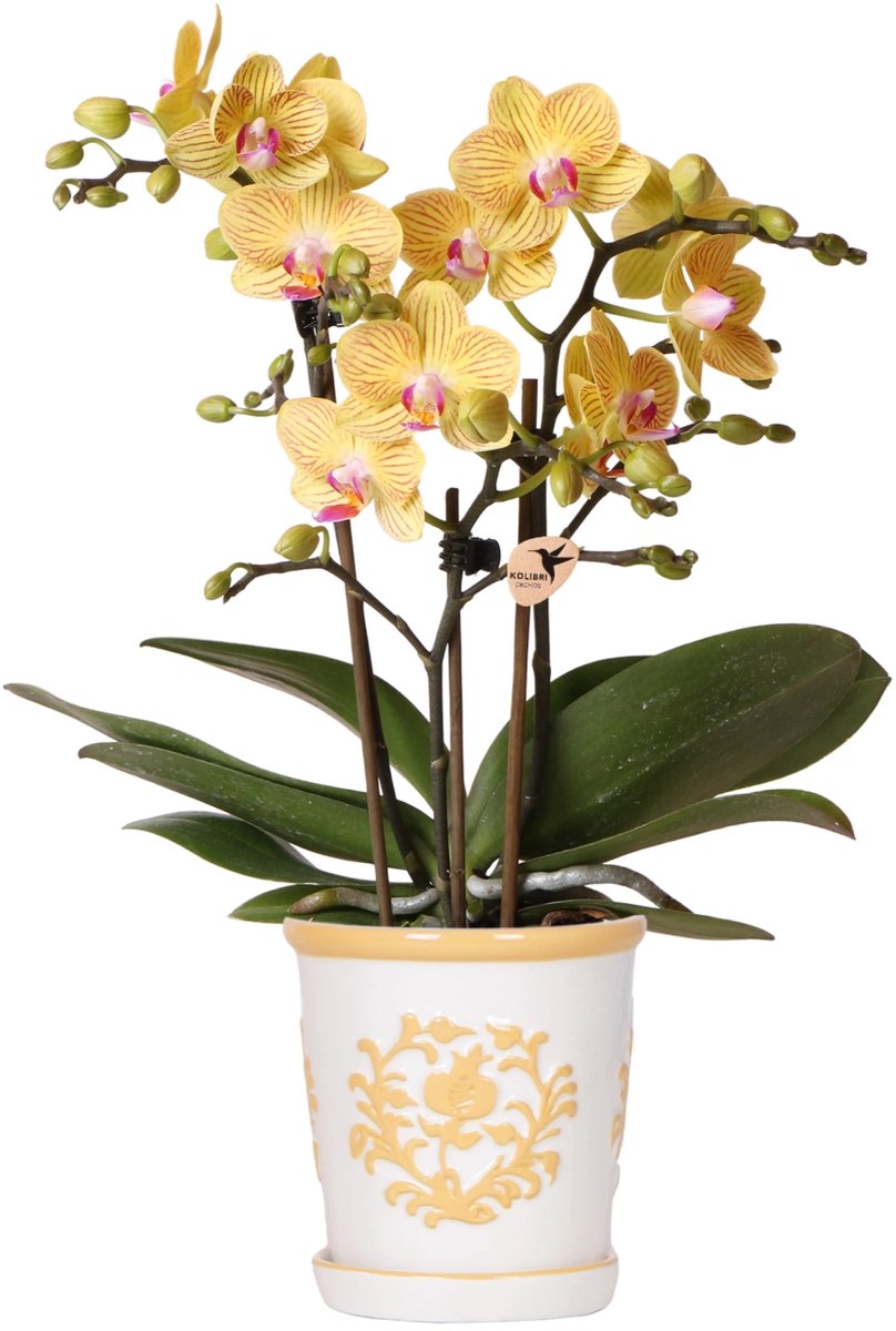 Kolibri Orchids | Gele orchidee Albenga + Malaga sierpot geel - potmaat Ø9cm | bloeiende kamerplant - vers van de kweker