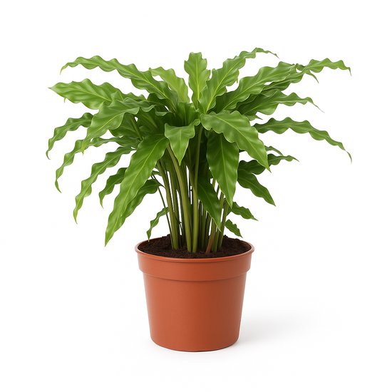 dracaena fragrans lemon lime United Nursery 10 in. Dracaena Lemon Lime Plant in Grower Pot main image 1