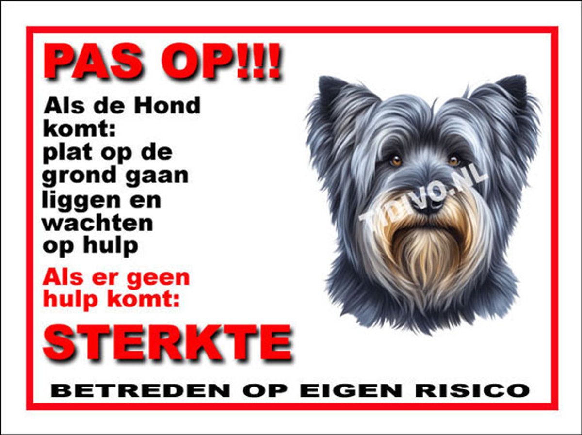 Skye Terrier 12