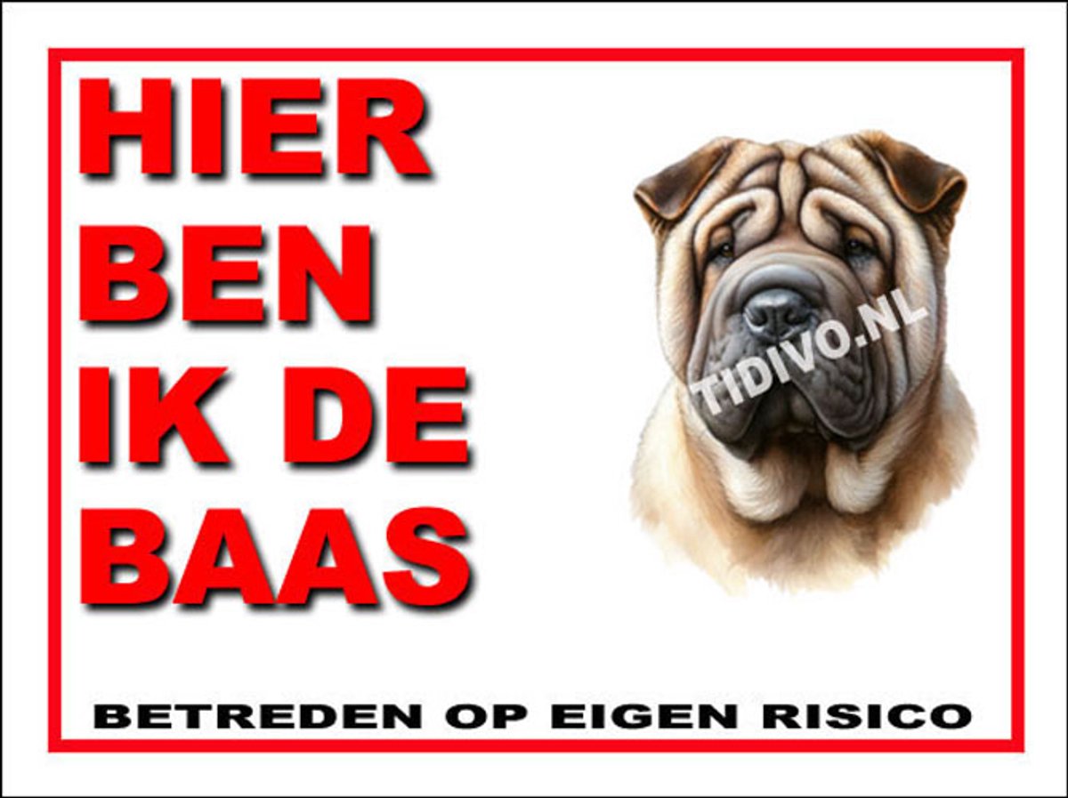 Shar-Pei 2
