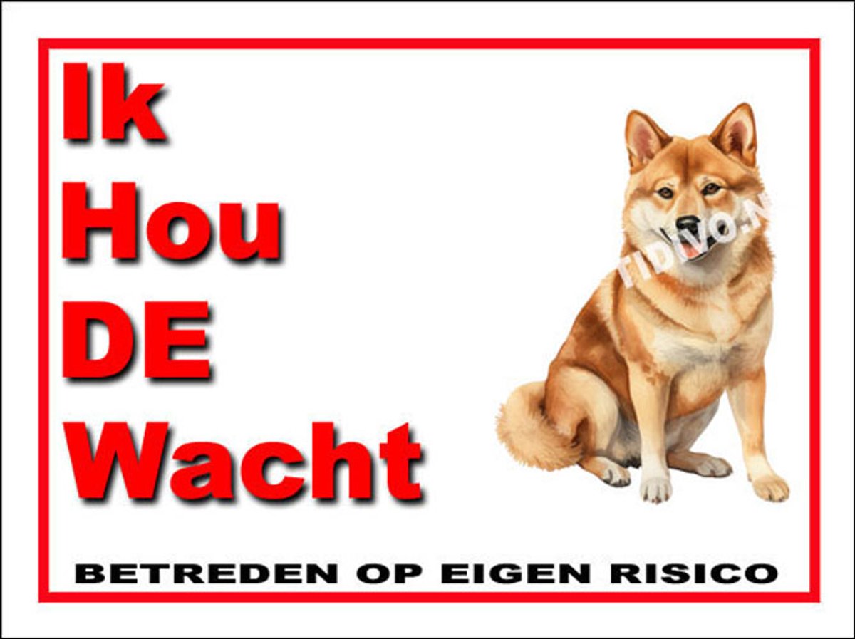 Shiba 7