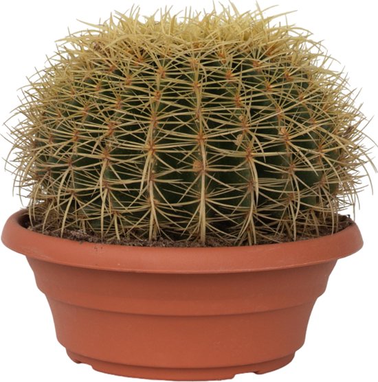 Plante en boîte - Echinocactus grusonii - Chaise de belle-mère - Cactus - Cactus à vadrouille - Pot 25cm - Hauteur 40–45cm
