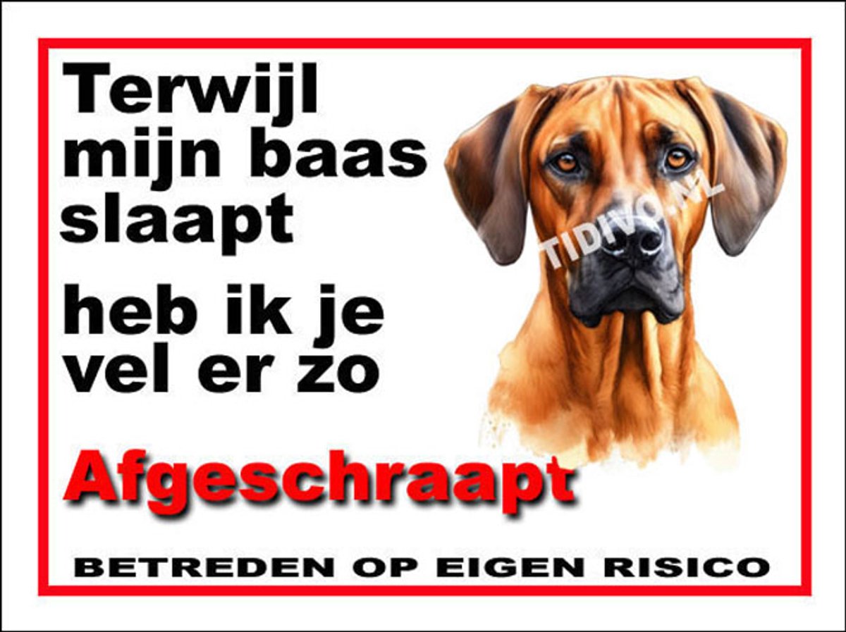 Rhodesian Ridgeback 15