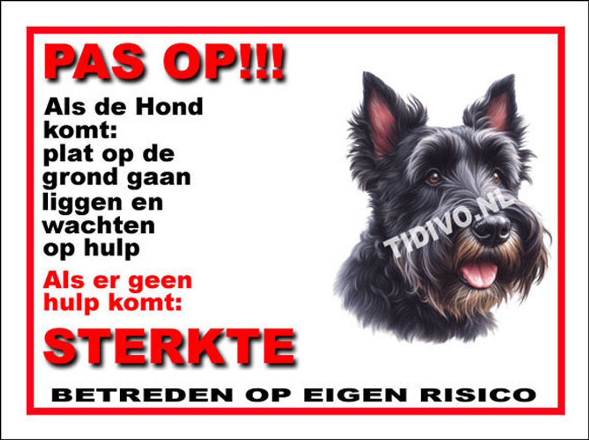 Schotsche Terrier 12