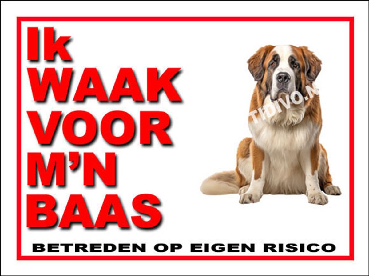 Sint Bernard 9