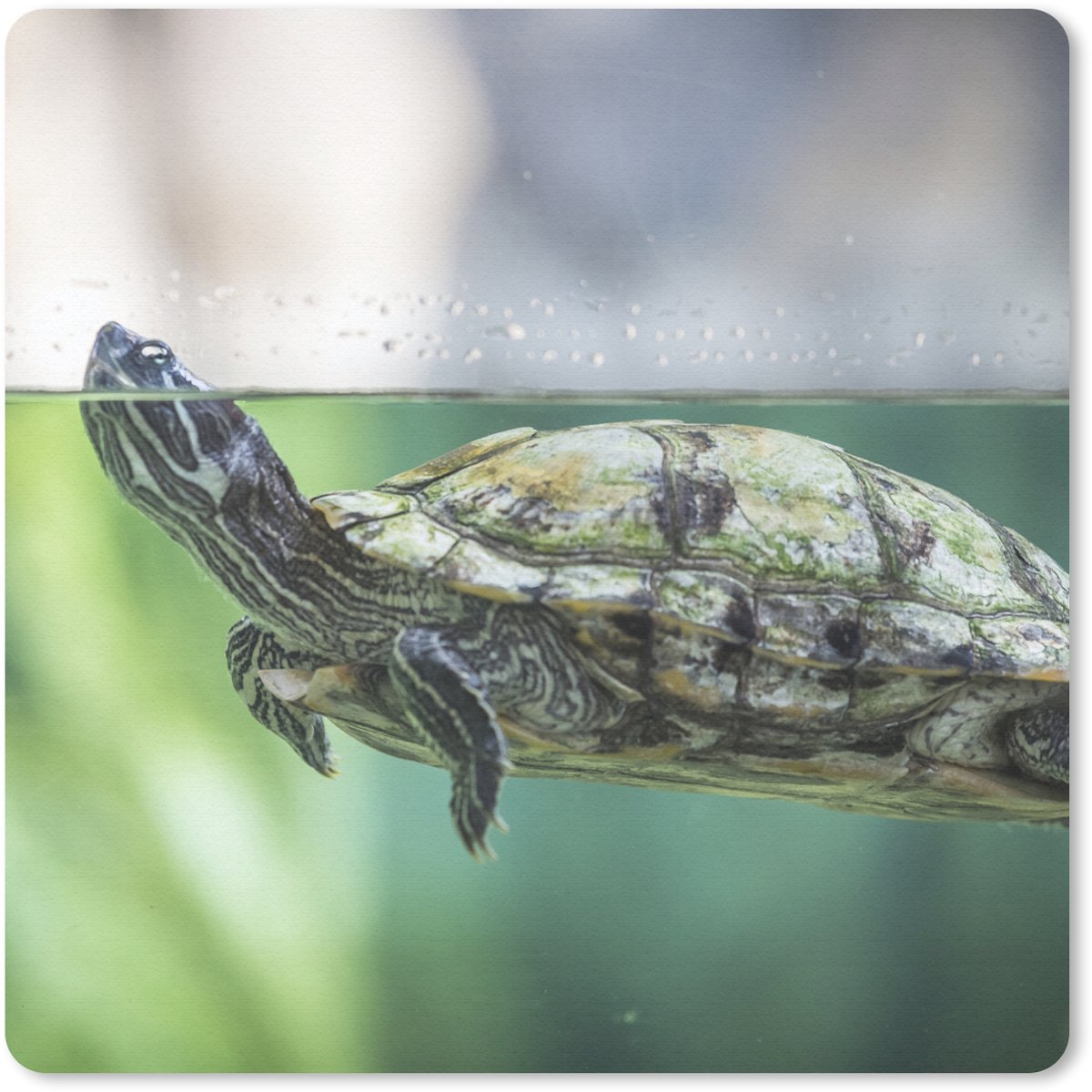 Muismat 20x20 cm - Mousepad Close-up foto van schildpad - Muismatten
